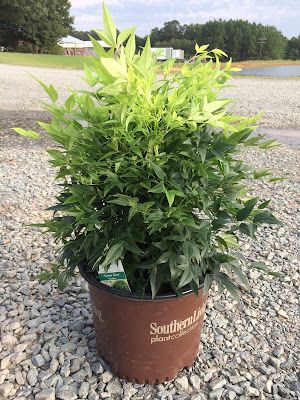 Nandina Lemon lime - Nandina domestica 'Lemon-Lime' care and culture Lemon Lime Nandina, Nandina Domestica, Front Landscape, Southern Living Plants, Front Landscaping, New Roots, Free Plants, Organic Matter, Lemon Lime