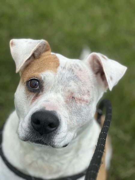 Heartbreaking reasons awesome dogs ended up in Illinois shelter - Pet Rescue Report Pet Projects, Help Animals, Boxer Mix, Army Women, Dog Stories, Pet Rescue, Rescue Dog, Dog Rescue, Pet Life