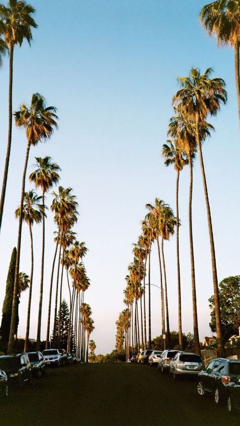 Santa Monica Aesthetic Wallpaper, Palm Tree Iphone Wallpaper, Los Angeles Palm Trees, Palm Tree Images, College Pictures, Queens Gambit, Cali Life, Santa Monica California, California Photography