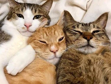 Cat Selfie, Söt Katt, Three Cats, Cat Aesthetic, Cute Cats And Dogs, Pretty Cats, 귀여운 동물, Baby Cats, Cat Photo