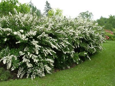 Spiraea 'Snowmound' Spirea Landscaping, Snowmound Spirea, Backyard Shrubs, Fence Planting, Italian Country Home, Bridal Wreath Spirea, Spring Landscaping, Patio Edging, Bridal Wreath