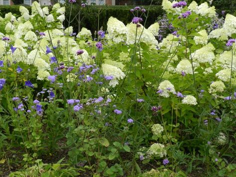 Hydrangea Border, Hydrangea Paniculata Limelight, Verbena Bonariensis, Butterfly Magnet, Back Garden Design, Hydrangea Paniculata, Planting Plan, Landscape Designer, Hardy Perennials