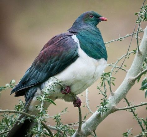 Nz Wood Pigeon, Kereru Art, Kereru Bird, Kiwi Birds, Nz Birds, Portrait Practice, Pigeon Breeds, Wood Pigeon, New Zealand Art