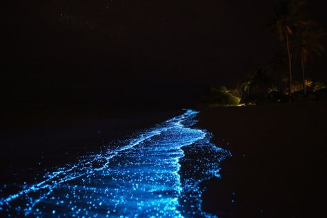 #bioluminescence #ocean Glowing Plankton, Bioluminescent Plankton, جزر المالديف, Beach Glow, Cat Ba Island, Maldives Beach, Sea Of Stars, Roppongi, Island Destinations