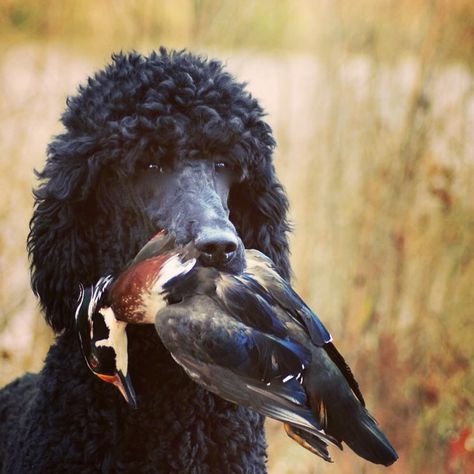 Hunting Poodle, Poodle Haircuts, Poodle Party, Black Standard Poodle, Poodle Haircut, Poodle Cuts, Black Poodle, Dog Poodle, French Poodle