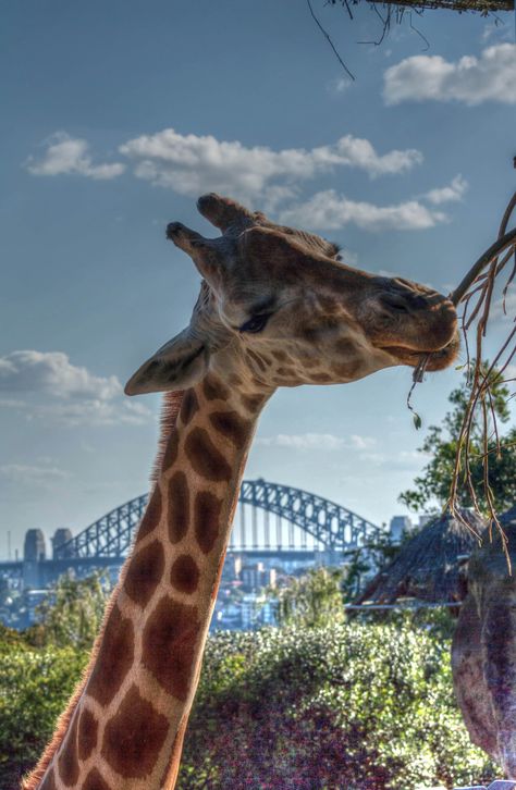 Giraffe at Taronga Zoo Sydney Sydney Animal, Taronga Zoo Sydney, Zoo Giraffe, Aussie Summer, Instagram Pictures, Dream Big, Photography Ideas, Mood Board, Sydney