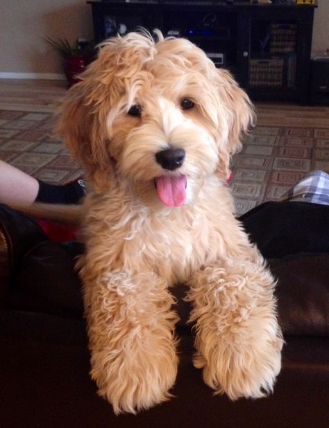 Australian Labradoodle puppy Labradoodle Pictures, Tibet Terrier, Goldendoodle Grooming, Australian Labradoodle Puppies, Labradoodle Dog, Dog Crossbreeds, Australian Labradoodle, Labradoodle Puppy, Yorkie Dogs