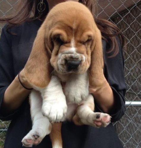 ∆ Bassett Hound Puppy, Basset Puppies, Regnul Animal, Basset Hound Puppy, Hound Puppies, Basset Hound Dog, Bassett Hound, Basset Hounds, Very Cute Dogs