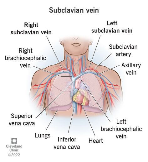 Subclavian Vein, Central Venous Catheter, Subclavian Artery, Medical School Life, Heart Healthy Diet, Body Fluid, Cleveland Clinic, Health Articles, School Life