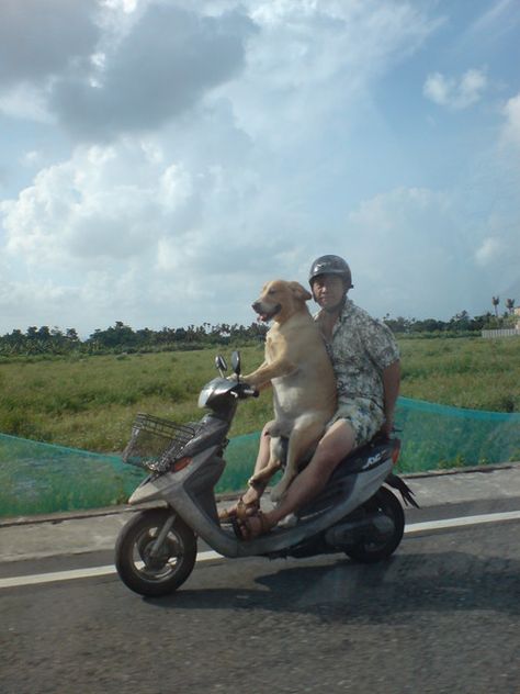 Dog on a Hog... Crazy Dog Pictures, Funny Animal Photos, Love My Dog, Silly Dogs, Crazy Dog, Funny Animal Pictures, Dog Memes, Animal Photo, Funny Cartoons