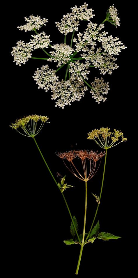 Ground elder (herb) Ground Elder, Elder Flower Illustration, Elderberry Aesthetic, Elder Flower, Ground Elder Flower, Yellow Elder Flower, Elderberry Flower, Oil Pastel Art, Pastel Art