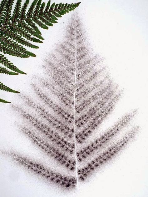 CABINET OF CURIOSITIES: Fern spore prints Anatomy Of Plants, Spore Prints, Cottage Core Crafts, Fern Spores, Forest Diy, Spore Print, Mushroom Prints, Caddis Flies, Mushroom Spores