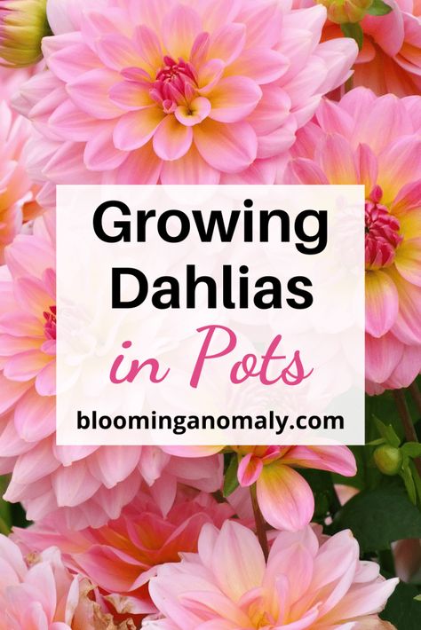 How to Grow Dahlias in Containers How To Grow Dahlias In Pots, Growing Dahlias In Pots, Potted Cut Flower Garden, Dahlia In Containers, Dahlia Planting Ideas, Cut Flower Garden In Containers, How To Care For Dahlias, Planting Dahlia Bulbs, Planting Dahlias In Pots