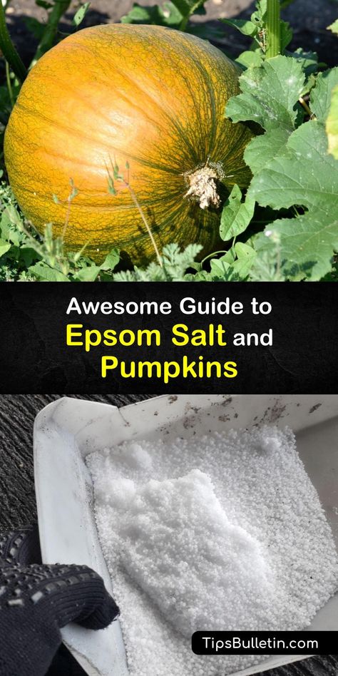 How To Preserve Pumpkin Seeds For Planting, Growing Giant Pumpkins, How To Plant Pumpkin Seeds, Pumpkin Growing Tips, Growing Pumpkins From Seeds, Pumpkin Harvesting, When To Plant Pumpkins, Grow Pumpkins, Germinate Seeds