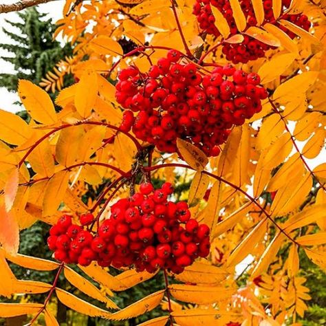 Sorbus Tree, Rowan Plant, Woodland Wildflowers, Mountain Ash Tree, Sorbus Aucuparia, Beaulieu Garden, Nut Trees, Seedling Pots, Rowan Tree