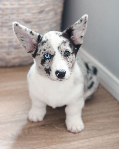 Ivy The Blue Merle Corgi on Instagram Corgi puppy Blue Merle Corgi, Merle Corgi, Cowboy Corgi, Pembroke Corgi, Cute Doggos, Corgi Pembroke, Pretty Dogs, Corgi Puppy, Blue Merle