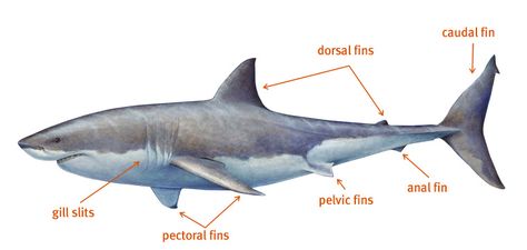 Shark anatomy Great White Shark Anatomy, Shark Study, Shark Reference, Ocean Drawings, Shark Anatomy, Shark Board, Animale Marine, Snake Sketch, Shark Sculpture