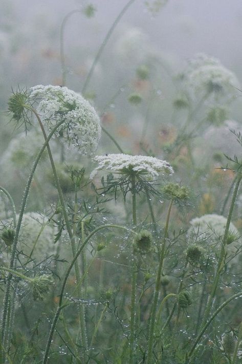 Queen Anne Lace, Drops Of Water, Daucus Carota, Cow Parsley, Queen Anne's Lace, Queen Annes Lace, Favorite Flowers, The Meadows, Water Droplets