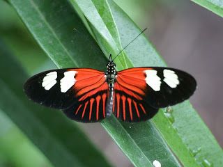 https://faaxaal.blogspot.com/2018/05/heliconius-melpomene-papilio-melpomene.html Heliconius melpomene - Papilio melpomene - Postman butterfly  Lépidoptères d'Amérique - Papillons sud-américains  Serre à Papillons - Volière à Papillons  Photo de Nymphalidé du Mexique - Photo d'Heliconius Postman Butterfly, Animal Felt Patterns, Interesting Insects, Owl Templates, Crown Template, Butterfly Mobile, Beautiful Butterfly Photography, Butterfly Template, Applique Templates