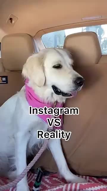 Taffy Making, Instagram Vs Reality, Make Life Better, Funny Shorts, Cute Dog Photos, Funny Pets, Funny Animal Photos, Funny Animal Quotes, Really Cute Dogs