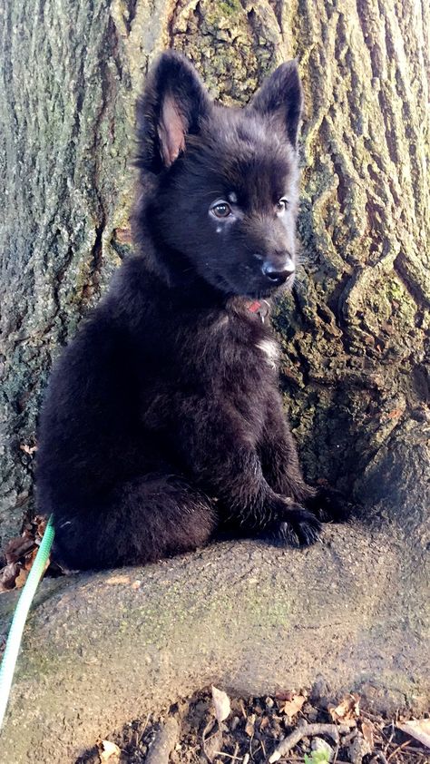 7 week old solid black German shepherd puppy— Mr Mac Black German Shepherd Puppy, Black German Shepherd Puppies, German Shepherd Puppies Training, Black Shepherd, Dream Puppy, Athletic Dogs, Gsd Puppy, Black Puppy, German Shepherd Puppy