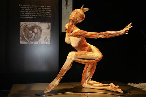 Danse Gunther Von Hagens, Bodies Exhibit, Human Anatomy Art, Body Photography, Anatomy For Artists, Anatomy Study, Human Reference, Body Anatomy, Female Anatomy