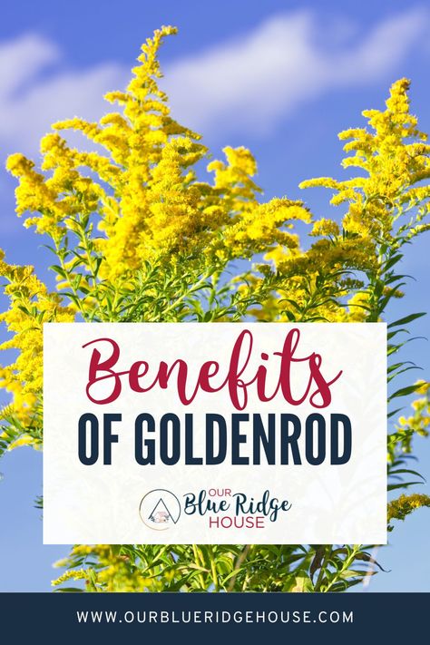 10 Health Benefits of Goldenrod - Our Blue Ridge House Canada Goldenrod Uses, How To Use Goldenrod, Benefits Of Goldenrod, Goldenrod Medicinal Uses, Golden Rod Salve Benefits, Goldenrod Infused Honey, Goldenrod Oil Uses, Golden Rod Tea, Golden Rod Uses