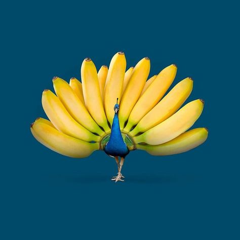 Creative Comments, Fruits Decoration, Surealism Art, Banana Art, Surrealism Photography, Foto Art, Creative Ads, Ads Creative, Creative Advertising