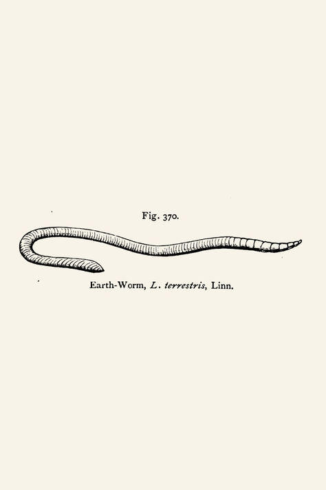 Vintage earthworm line drawn illustration - perfect for tattoos. Scientific Drawing Tattoo, Earth Worm Tattoo, Earthworm Illustration, Inchworm Tattoo, Earthworm Tattoo, Earthworm Drawing, Scientific Illustration Tattoo, Worm Illustration, Worm Tattoo