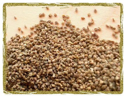 15 Celery Seed Health Benefits You Must Know About - Be Well Buzz Celery Seed Benefits, Benefits Of Celery, Harvest Food, Chef Jamie Oliver, Seeds Benefits, Harvest Recipes, Celery Seed, Spice Containers, Organic Herbs