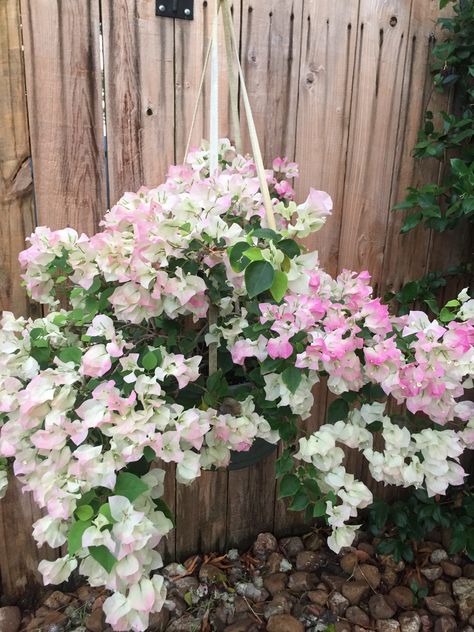 Soft pink Bougainvillea they make me think of a spring wedding Pink Bougainvillea, Bougainvillea Trellis, Garden Containers, Bougainvillea, Flowering Vines, Tropical Garden, Growing Plants, Pale Pink, Celebration Of Life