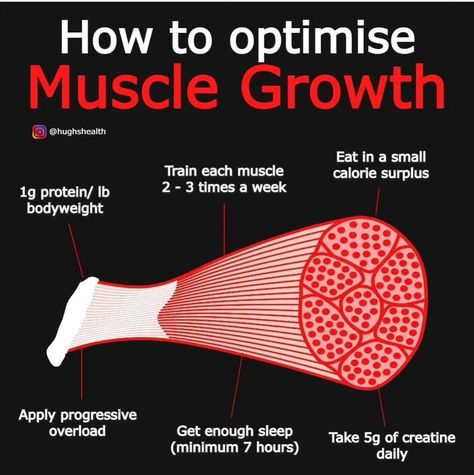 Muscle gain, weight gain, how to gain muscle, muscle building tips Gain Weight Men, Best Bicep Workout, 2024 Fitness, How To Gain Muscle, Muscle Gain Workout, Ectomorph Workout, Muscle Diet, Weight Gain Workout, Bicep Workout