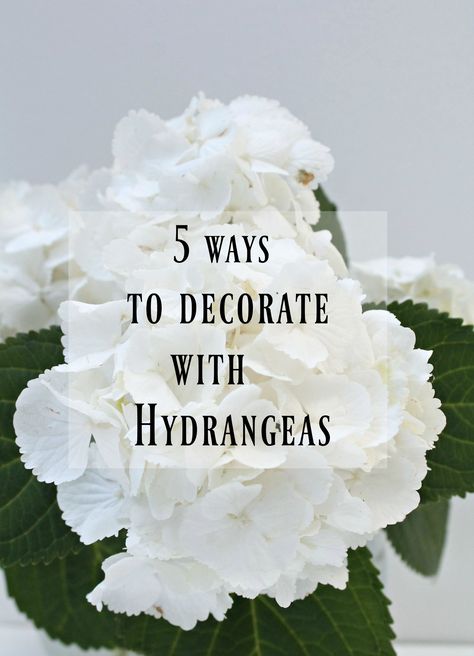 There are so many possibilities of styling hydrangeas to decorate your home. I have shown you 5 easy ways to decorate with hydrangeas, from a simple white bouquet in a round vase to and eclectic Bohemian style. Take a peek at how easy it is to create these looks. White Hydrangea Vase Arrangement, How To Arrange Hydrangeas In A Vase, Hydrangea Arrangements For Home, Hydrangea Bouquet In Vase, Hydrangea Vase Arrangement, Simple White Bouquet, White Hydrangea Centerpiece, Tall Clear Vase, White Hydrangea Bouquet