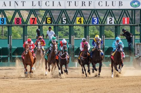 FORNELLS_STARTING-GATES_HORSE-RACING_USA-SAND TRACK Olympic Stadium, Horse Race, All About Horses, Horse Pictures, Race Track, Horse Racing, Toulouse, Picture Video, Gate