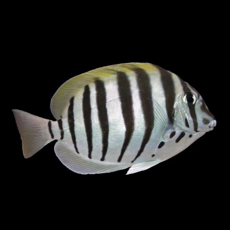 Zebra Fish, Tang Fish, Fish Drawing, Salt Water Fish, Fish Wallpaper, All Fish, Marine Fish, Fish Drawings, Aquatic Animals