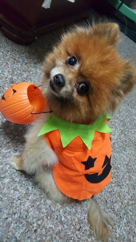 happy halloween Dog Halloween Costumes, Dog Costumes, Dog Halloween, Happy Halloween, Halloween Costumes, Teddy Bear, Puppies, Halloween, Toys