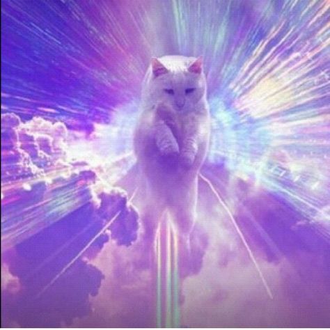 Cat from heaven. Humor Pictures, Memes Twitter, Funniest Cat, The Meta Picture, Cat Humor, Hapkido, Humor Memes, E Card, Crazy Cat Lady