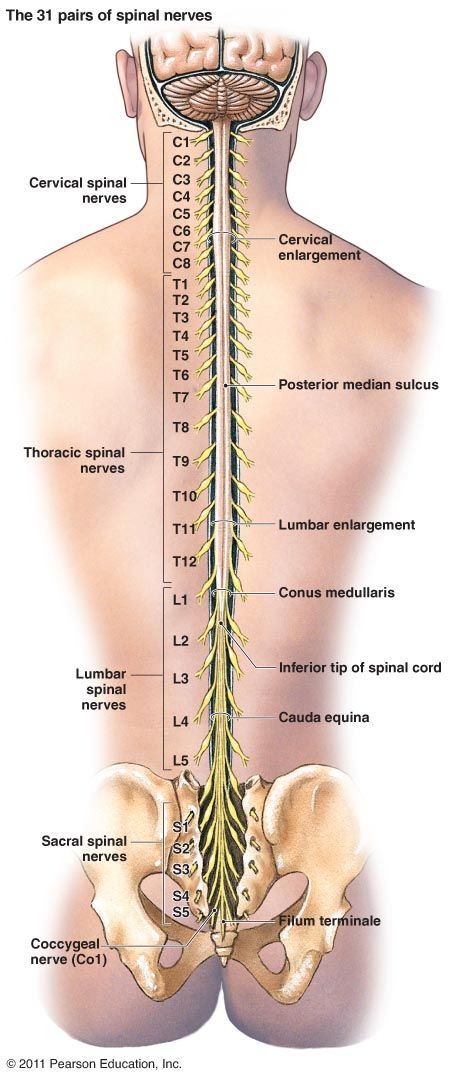 Body Muscle Anatomy, Ear Reflexology, William Scott, Body Massage Techniques, Nursing School Essential, Bolesti Chrbta, Basic Anatomy And Physiology, Nursing Student Tips, Biology Facts