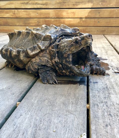 Swamp Animals, Alligator Snapping Turtle, Animals Aesthetic, Snapping Turtle, Box Turtle, Art Pretty, Bear Sculptures, Cute Reptiles, Animal Print Wallpaper