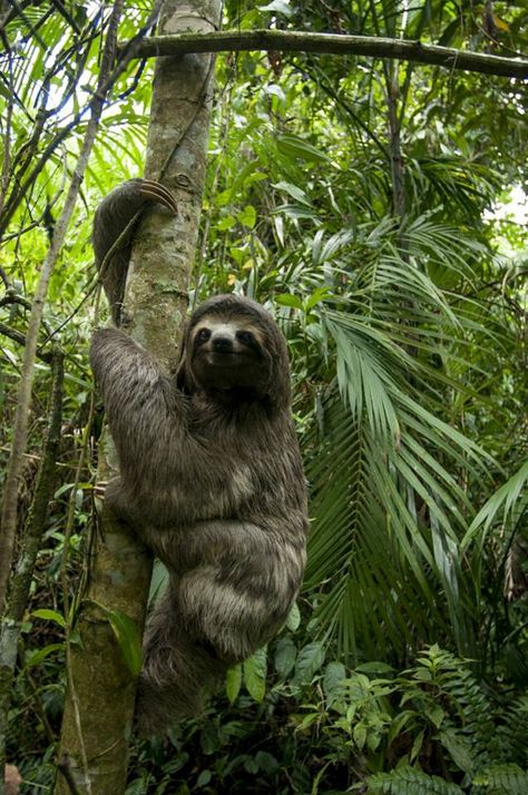 For the love of animals. Pass it on. Sloth Pictures, Cute Sloth Pictures, Amazon Rainforest Animals, Sloth Photos, Amazon Animals, Tattoo Nature, Sloth Art, Sloth Stuffed Animal, Rainforest Animals