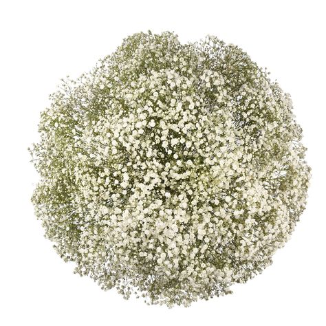 Wilted Flowers, Flowers Last Longer, Long Vase, Different Design Styles, Baby Breath, Seeded Eucalyptus, Bloom Baby, Members Mark, Flower Care