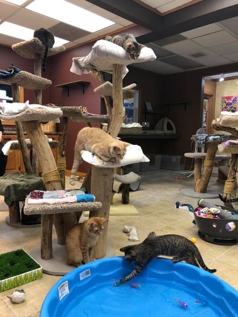 Cat Shelter Aesthetic, Cat Cafe Ideas, Cat Shelters, Cat Playground Outdoor, Cat Patio, Cat Hotel, Cat Tree House, Cat Houses, Outdoor Cat Enclosure