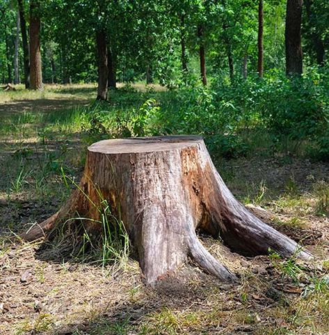 Tree Removal Service, Tiny Farm, Stump Removal, Tree Surgeons, Natural Objects, Tree Removal, Old Tree, Tree Service, Never Alone