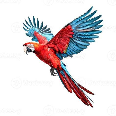 Flying Bird Photo, Flying Parrot Drawing, Macaw Parrot Drawing, Macaw Illustration, Flying Macaw, Macaw Drawing, Parrot Ideas, Macaw Flying, Parrot Illustration