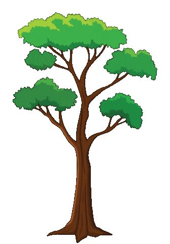 Fir Tree Sticker by Kew Gardens for iOS & Android | GIPHY Plant Animation Gif, Tree Animation, Tree Animated, Tree Video, Walking Animation, Fiat Argo, Tree Sticker, Teacher Classroom Decorations, Animal Cutouts