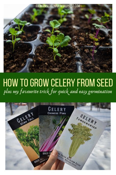 How To Grow Celery From Seed, Growing Celery From Seed, Celery Plant, Growing Celery, Vegetable Harvest, Bucket Gardening, Vegetable Garden Tips, Backyard Vegetable Gardens, Seed Saving