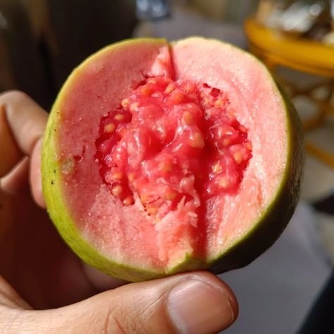 Fresh and juicy red guava! 🍃 This tropical fruit is rich in vitamin C, has a sweet taste, vibrant red flesh, and is packed with health benefits. Perfect to enjoy fresh, as juice, or as your favorite healthy snack! 🌟 #RedGuava #HealthyFruit #FruitBenefits #plantvanjava #plantslover Red Guava, Fruit Benefits, Healthy Fruits, Tropical Fruit, Sweet Taste, Vibrant Red, Java, Vitamin C, Health Benefits