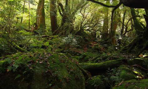 Yakushima Forest, Yakushima, Toshinori Yagi, Ancient Japan, Nature Places, Princess Mononoke, Day Hike, Landscape Nature, The Witcher