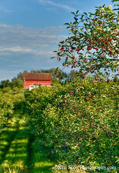 Omena Organics cherry farm, Leelanau, MI Cherry Farm, Tart Cherries, Michigan Adventures, Cherry Orchard, Wine Vineyards, Lake Huron, Natural Foods, Reference Pictures, Down On The Farm