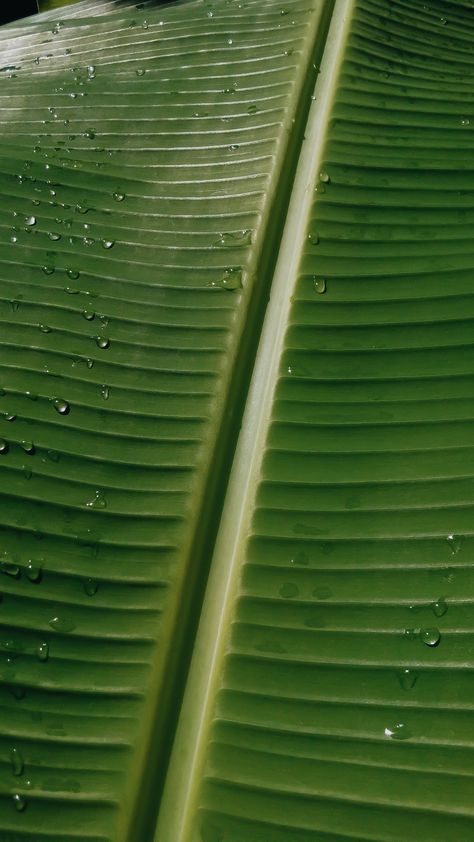 Pisang Aesthetic, Plant Leaves, Blinds, Quick Saves